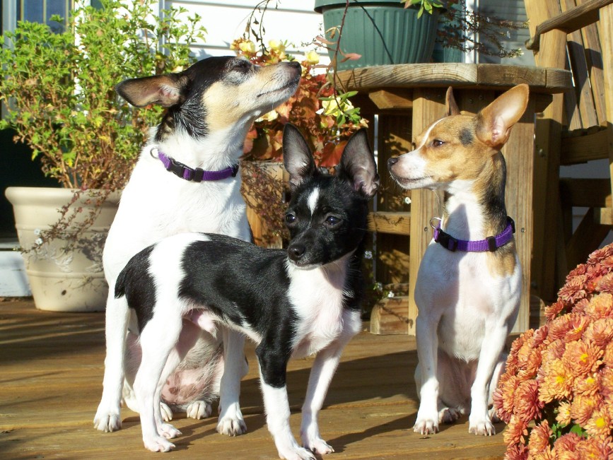 teddy roosevelt rat terrier for sale